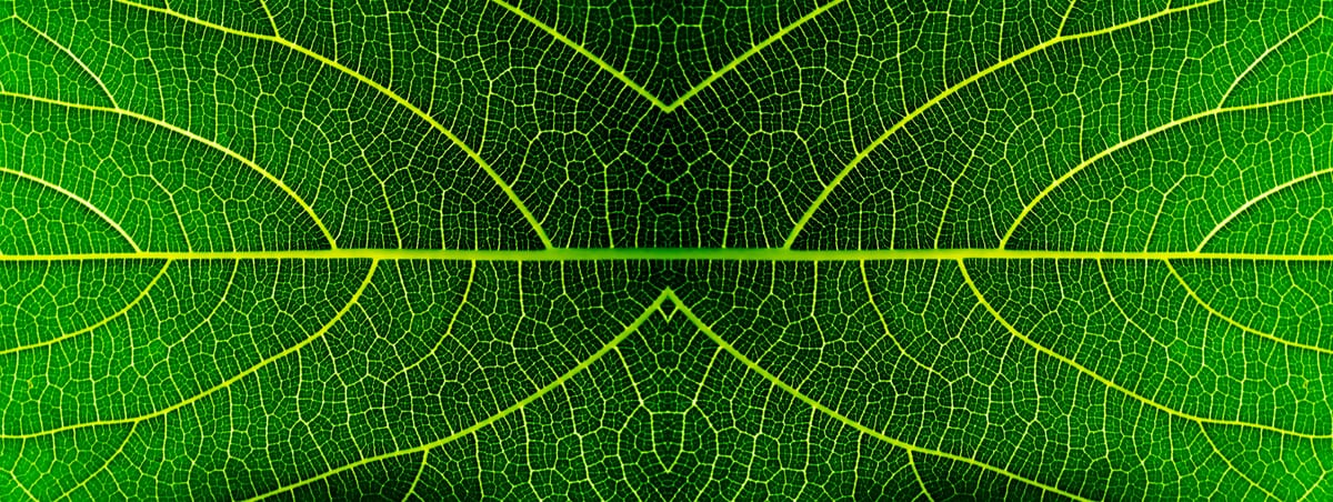 Texture de feuilles vertes symbolisant l'éco-conception et le respect de l'environnement
